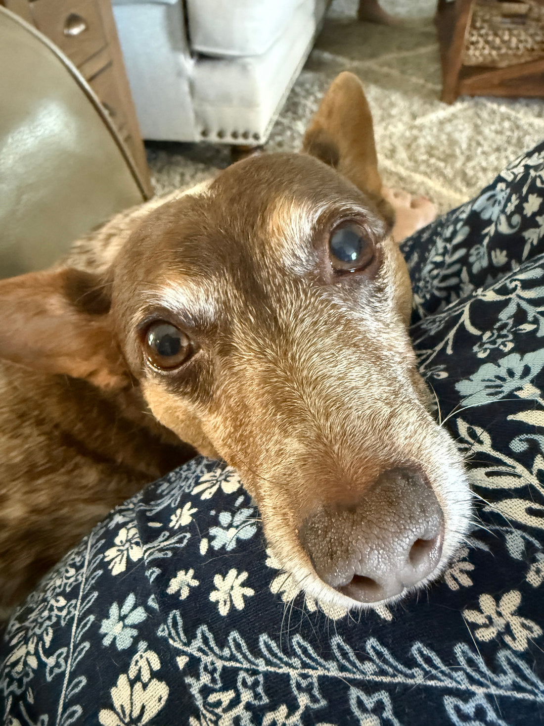 What My Dog Taught Me About Following Jesus