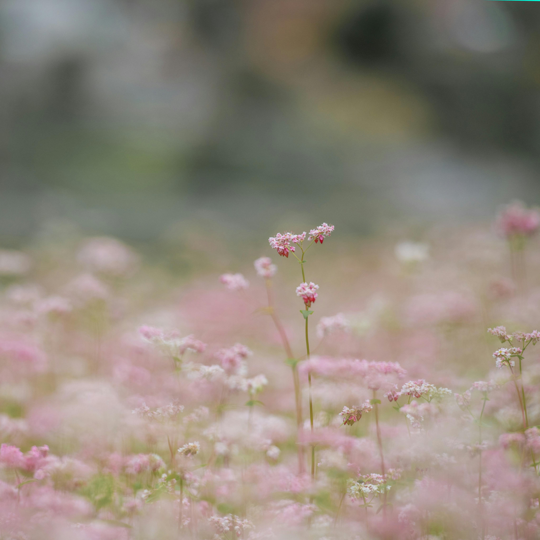 Jesus Is Always With Us: My Story of God's Peace in the Middle of Fear