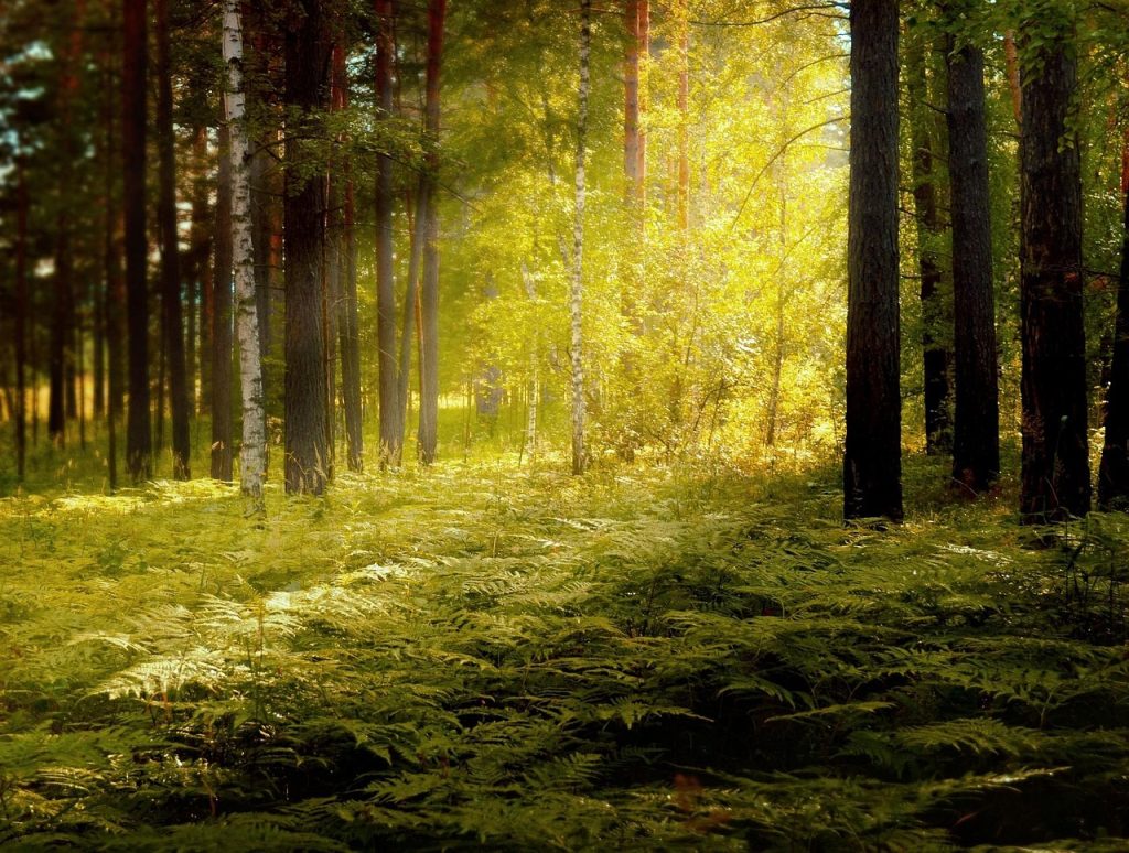 Nourishing Your Soul for Spiritual Growth